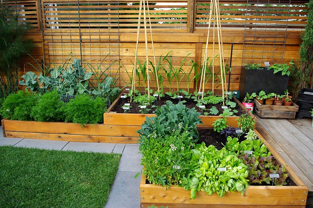 Raised garden beds with veggies, and plants in the backyard 