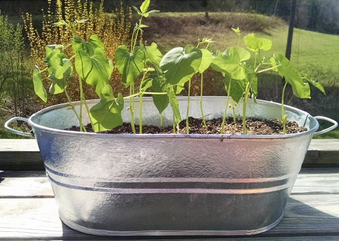 Galvanized Steel gardening Buckets with plants placed in sunlight