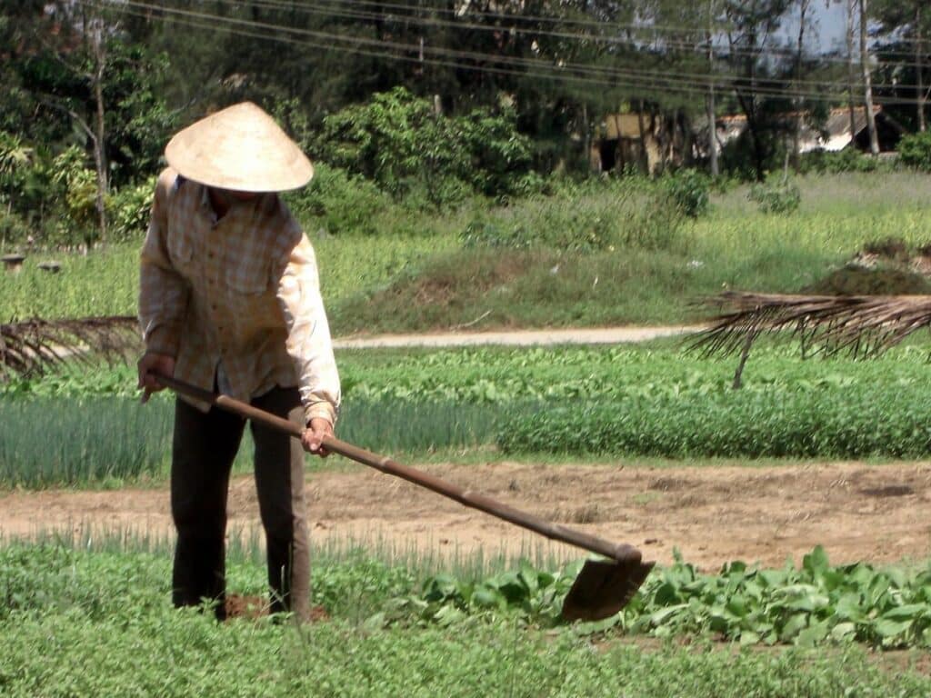  Person Using Hoe in a field