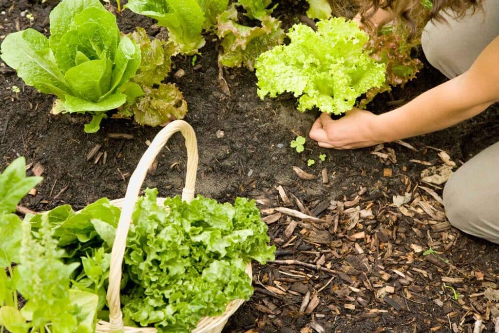 a person planting lettuce in a garden