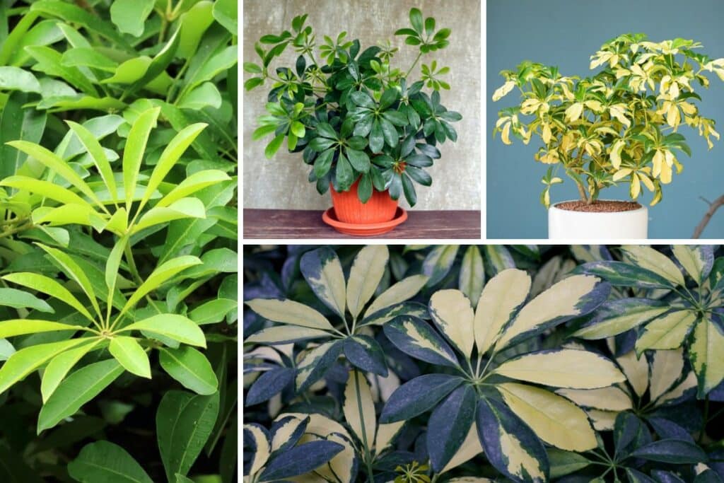 Different Types of Umbrella Plants