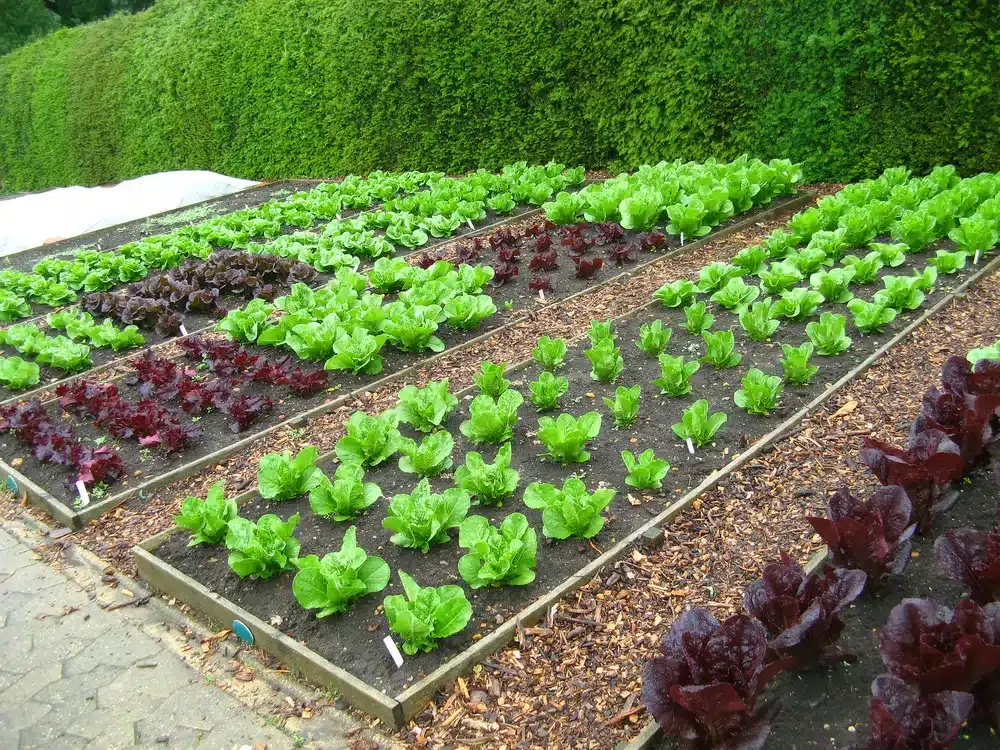 a layout of a vegetable square foot garden