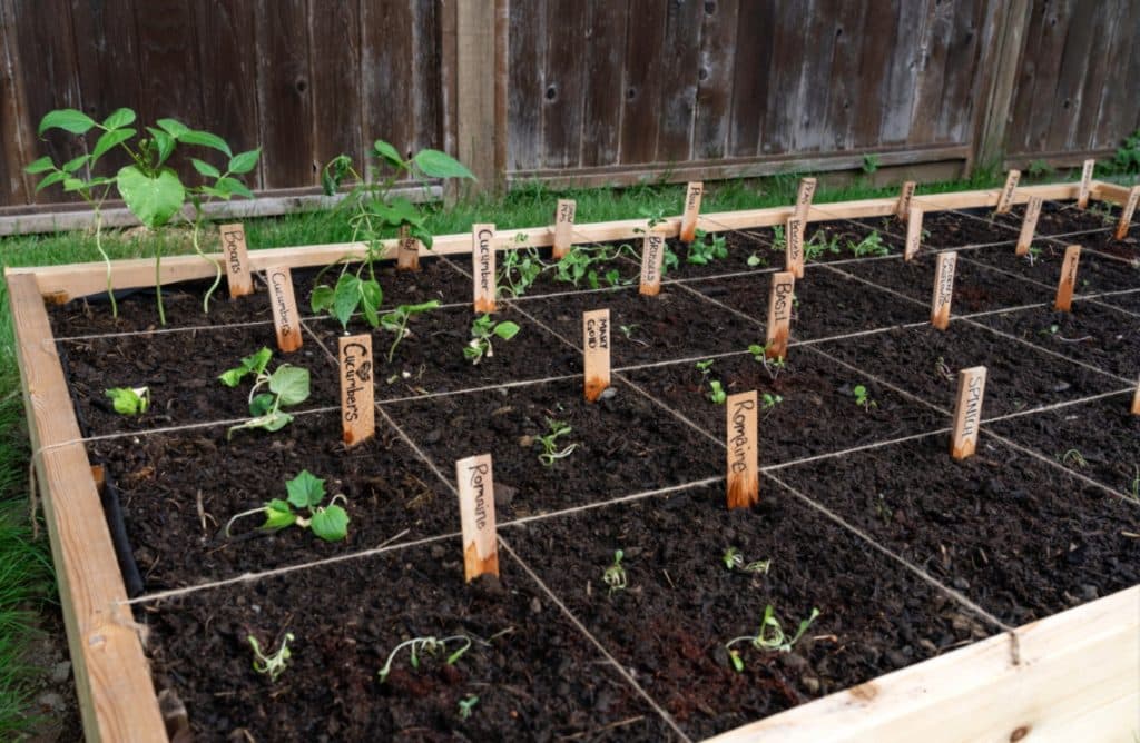 a square foot garden with different vegetables planted alomg with thier names written on wooden boards