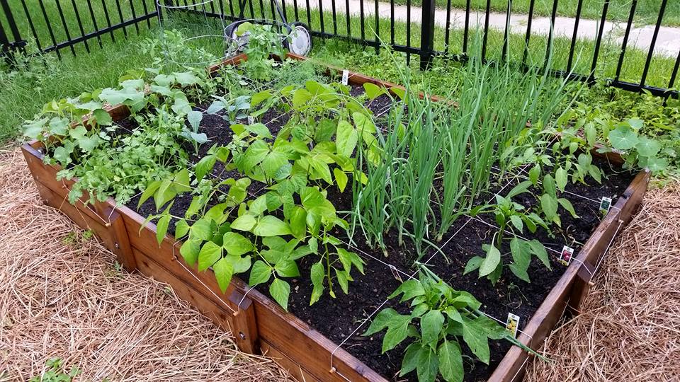 a wooden square foot garden with growing plants and herbs