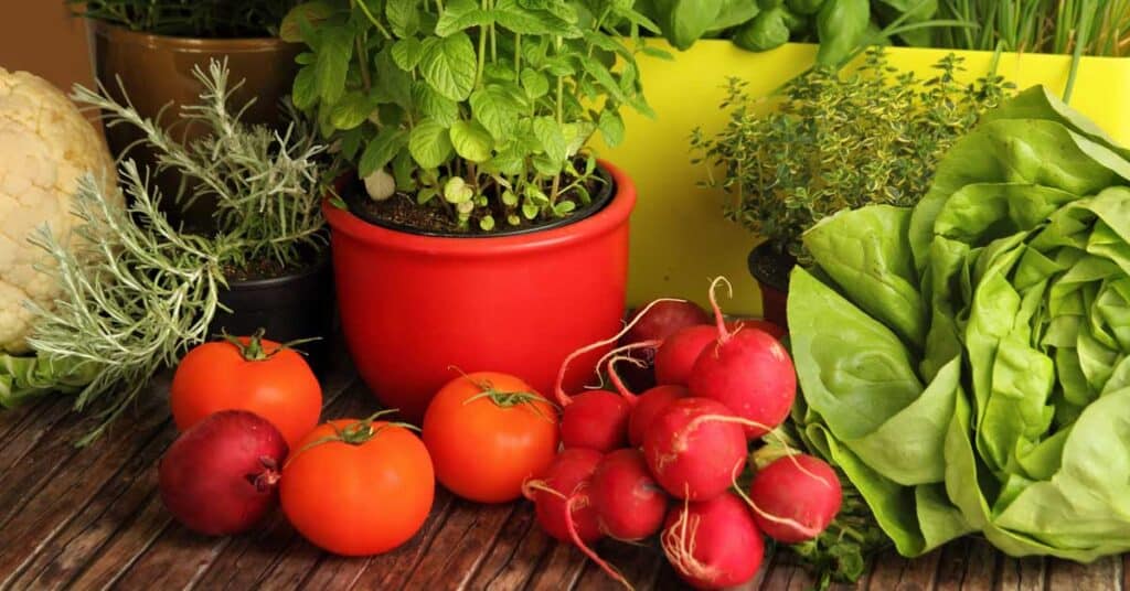 beetroot tomatoes cabbage and other vegetables grown in a square foot garden