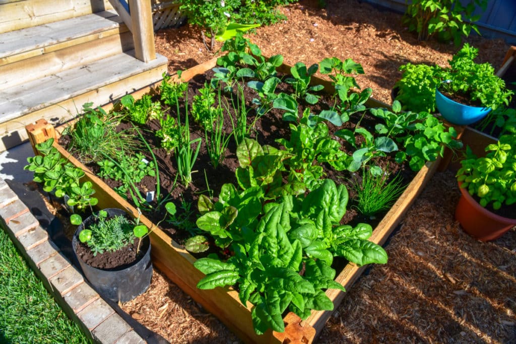 different plants planted in a square foot garden