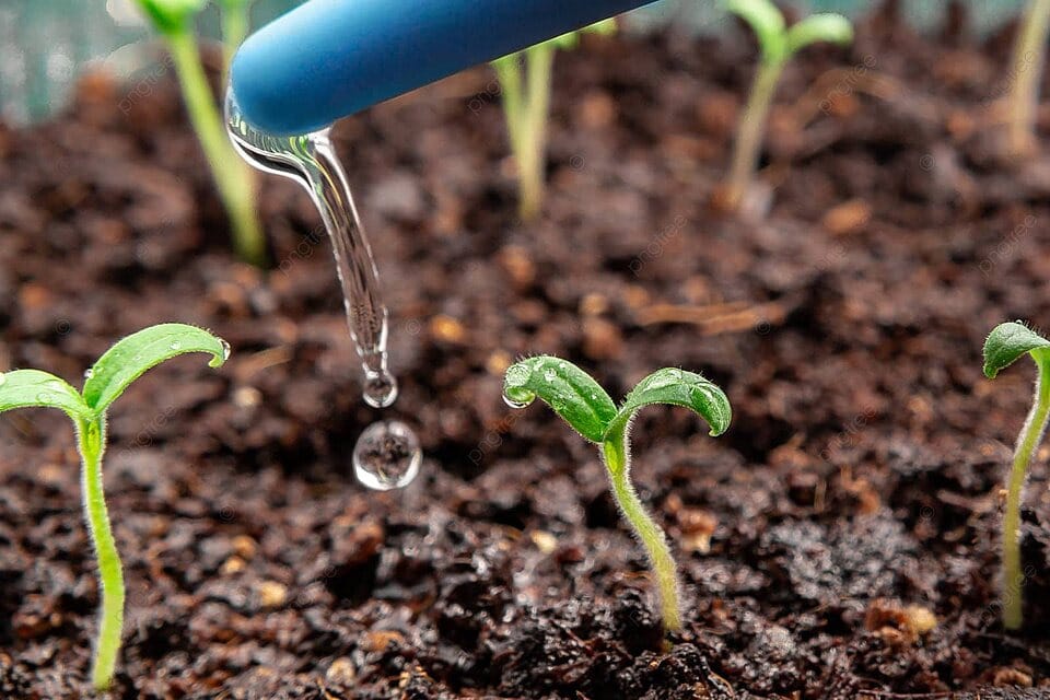 a person watering a square foot garden with a glass