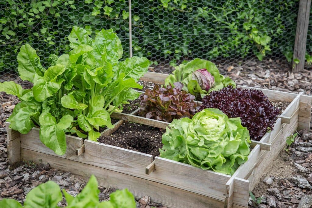 vegetables like cabbage growing in a raised bed garden