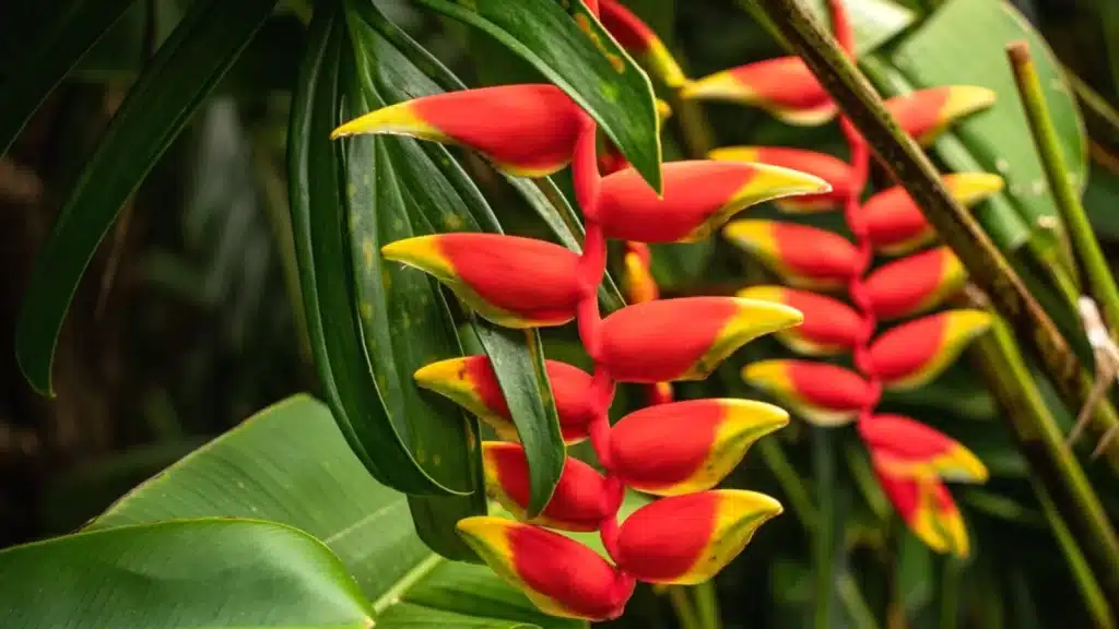 A close view of a red tropical plant