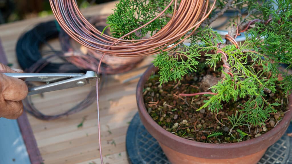 A person cutting a copper wire inside a plant pot for electro gardening