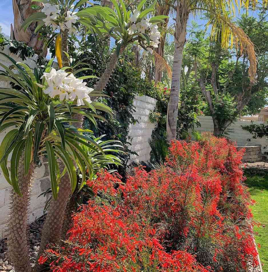 A view of native wildflowers in a desert garden