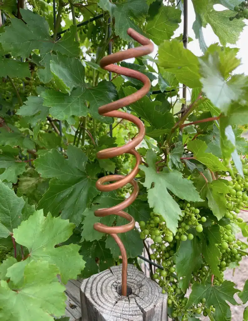 A view of a copper wire inside a plant for electro gardening