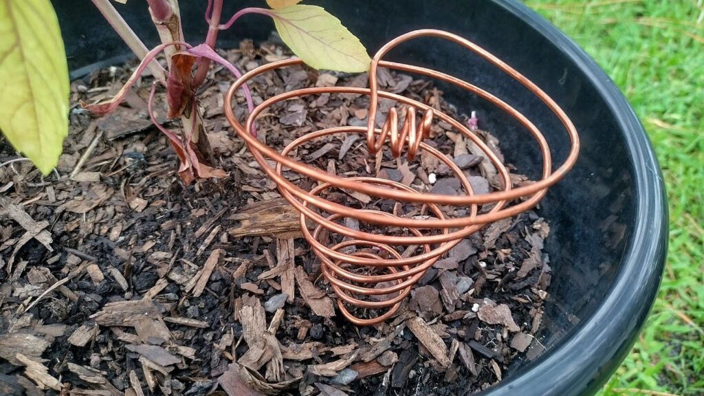 A view of a copper wire inside a plant pot for electro gardening