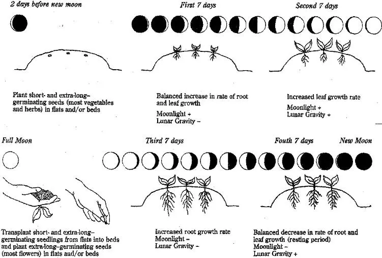 A view of a detailed diagram on lunar phases for moon gardening