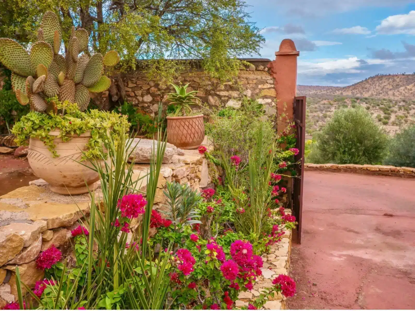 A view of a garden outdoors in a deserted land with flowers and cacti