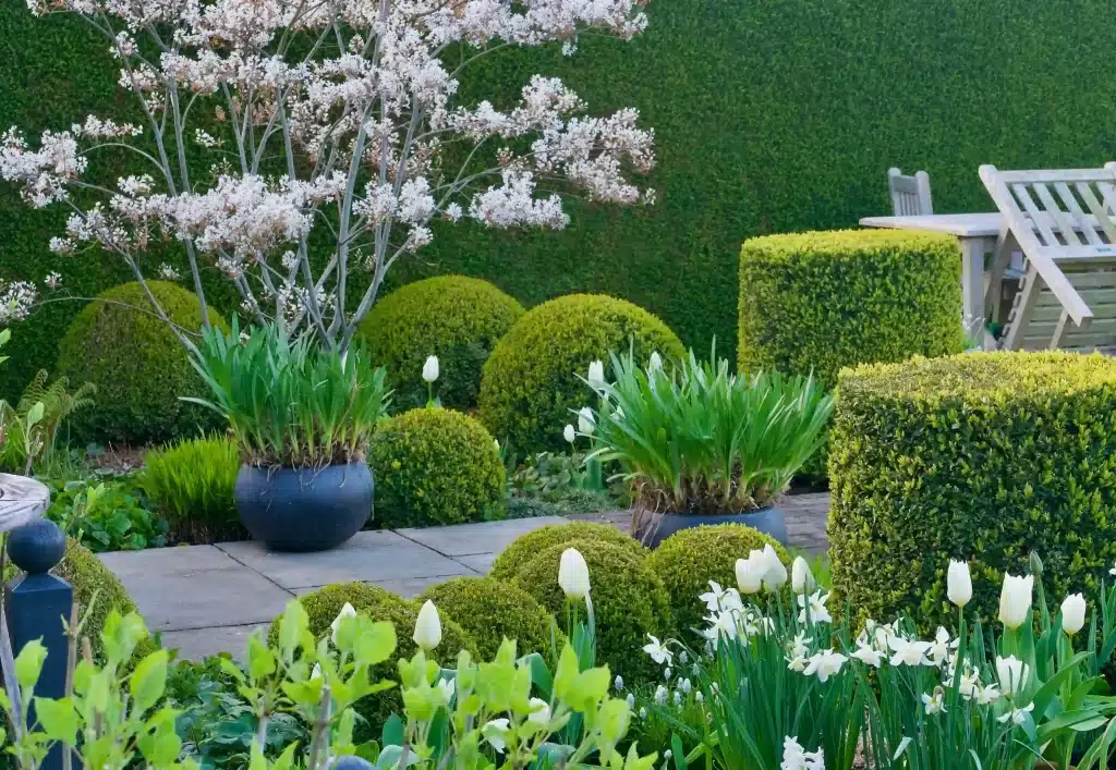 A view of a garden with white specie plants