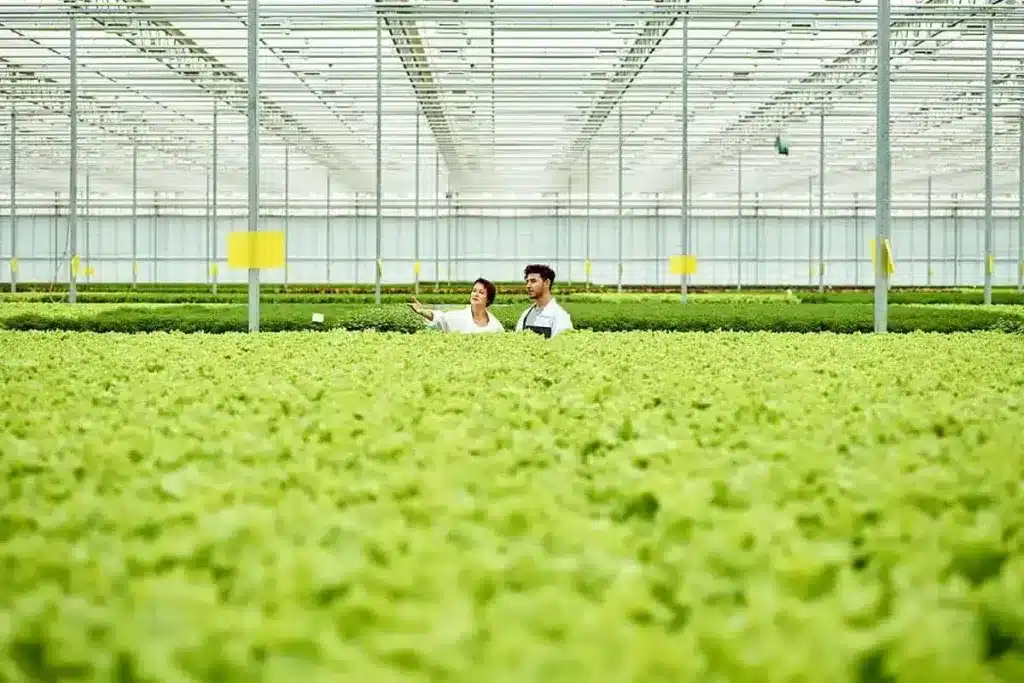 A view of a guy and a girl standing at a commercial gardenign farm