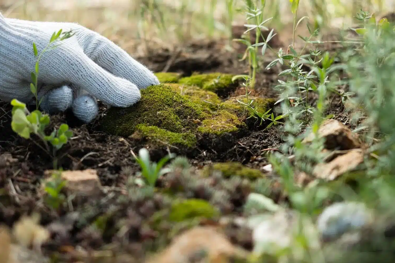 A view of a person planting moss inside the soil