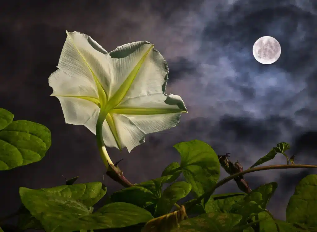 A view of a plant wit white flower at night time with a view of moon