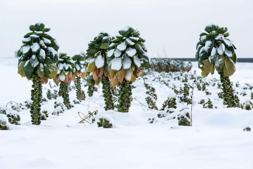 A view of a snow covered garden