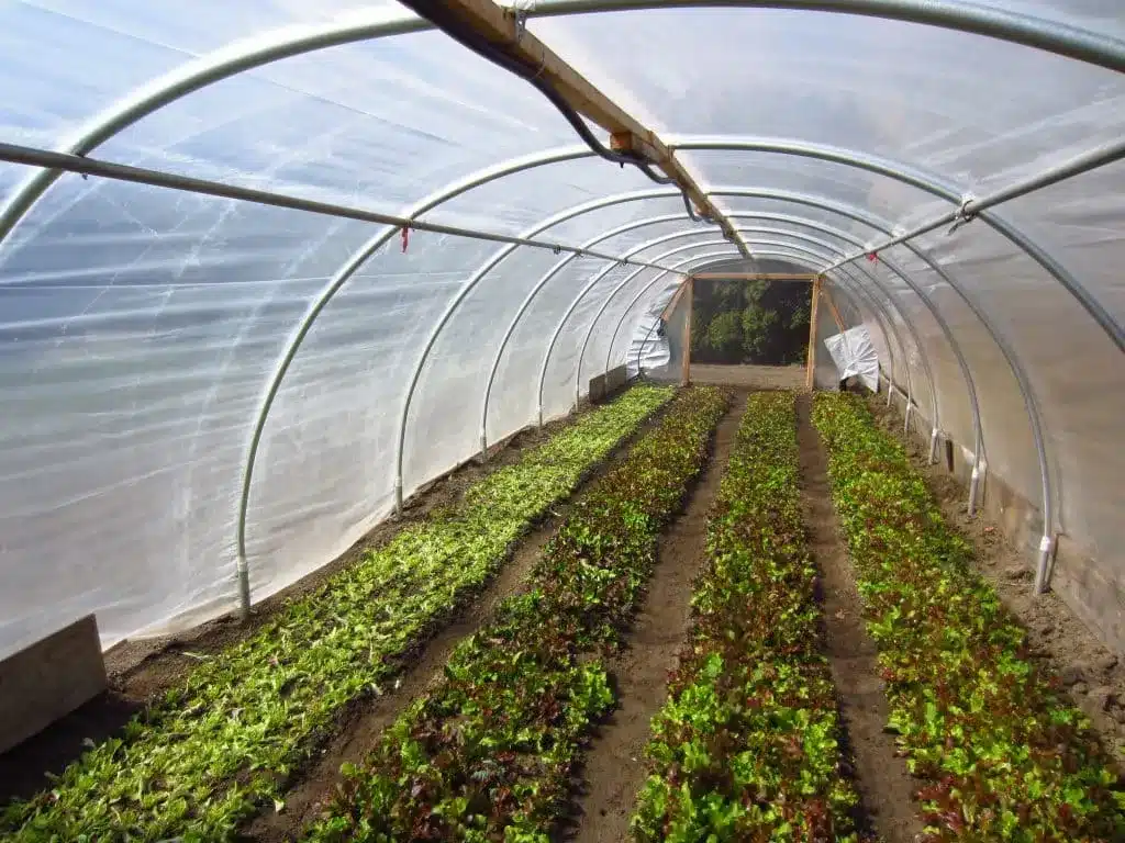 A view of a square foot plantation commercial gardening with the plants secure under a shield