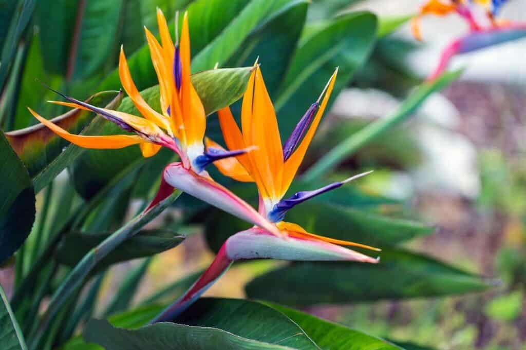 A view of a unique exotic yellow plant with purple accents