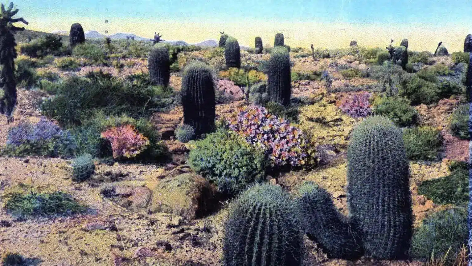 A view of cacti inside a desert garden