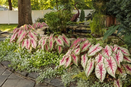 A view of colorful caladium plants inside a garden