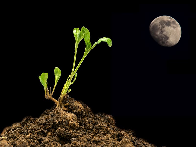 A view of full moon with a plant inside soil