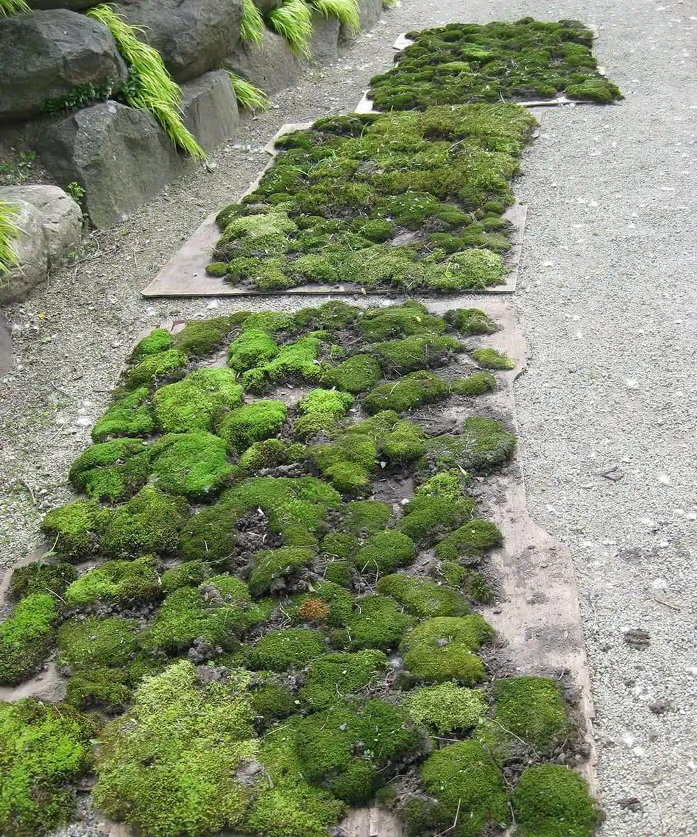 A view of moss on a pathway