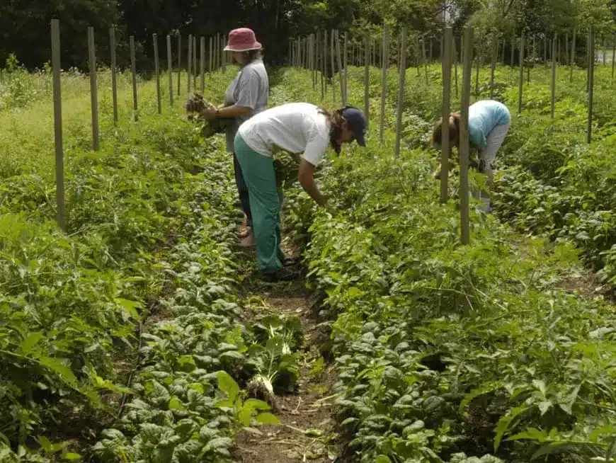 A view of people gardening for market purposes