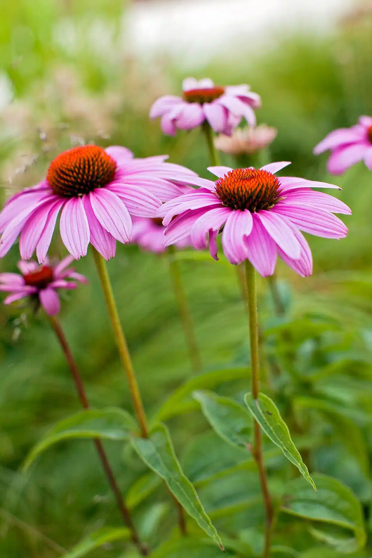 A view of pink picking drought tolerant flowering perennials