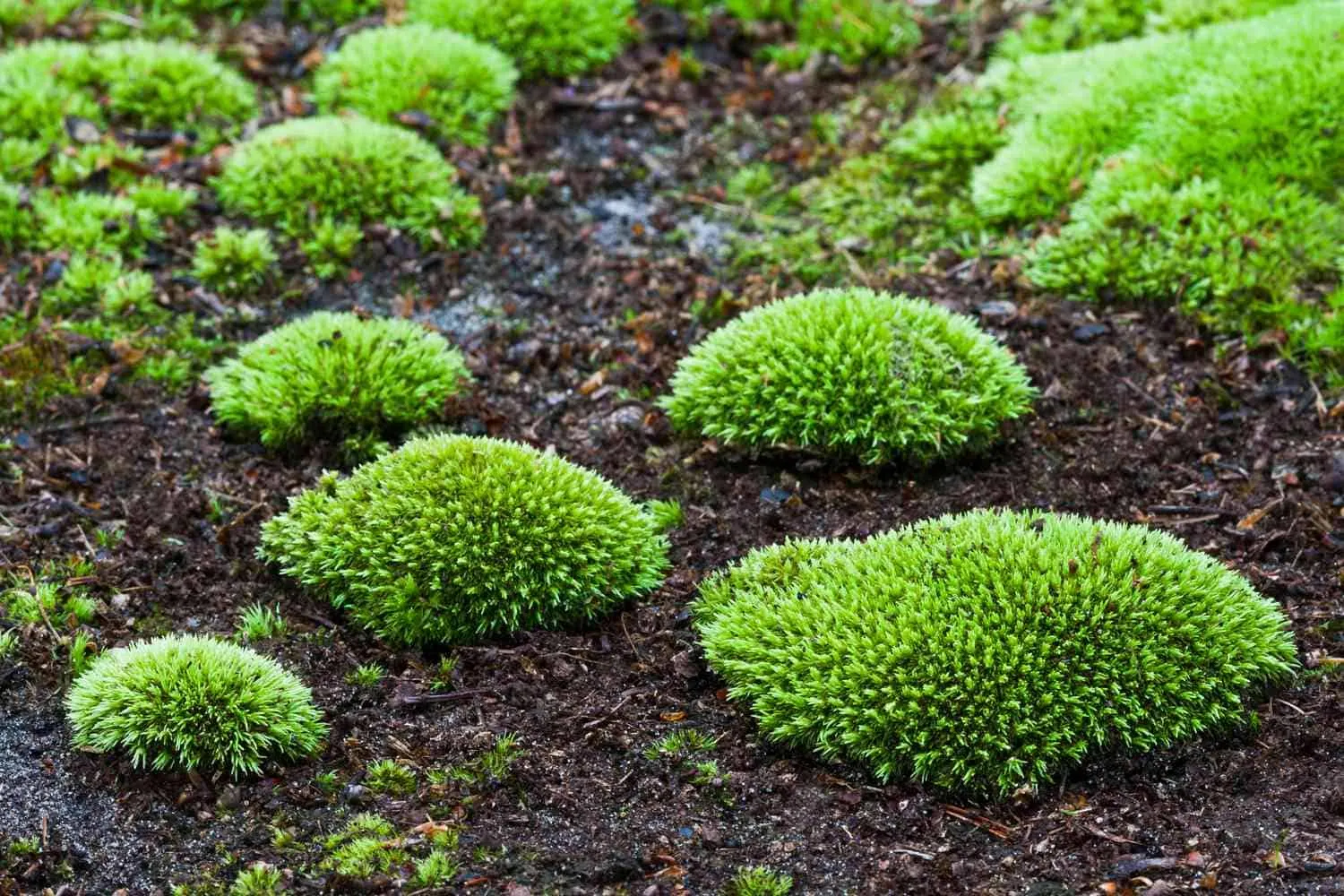 A view of soft green cushion moss inside soil