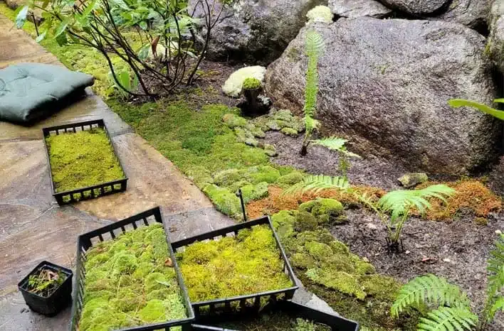 A view of some moss in a garden for transplanting