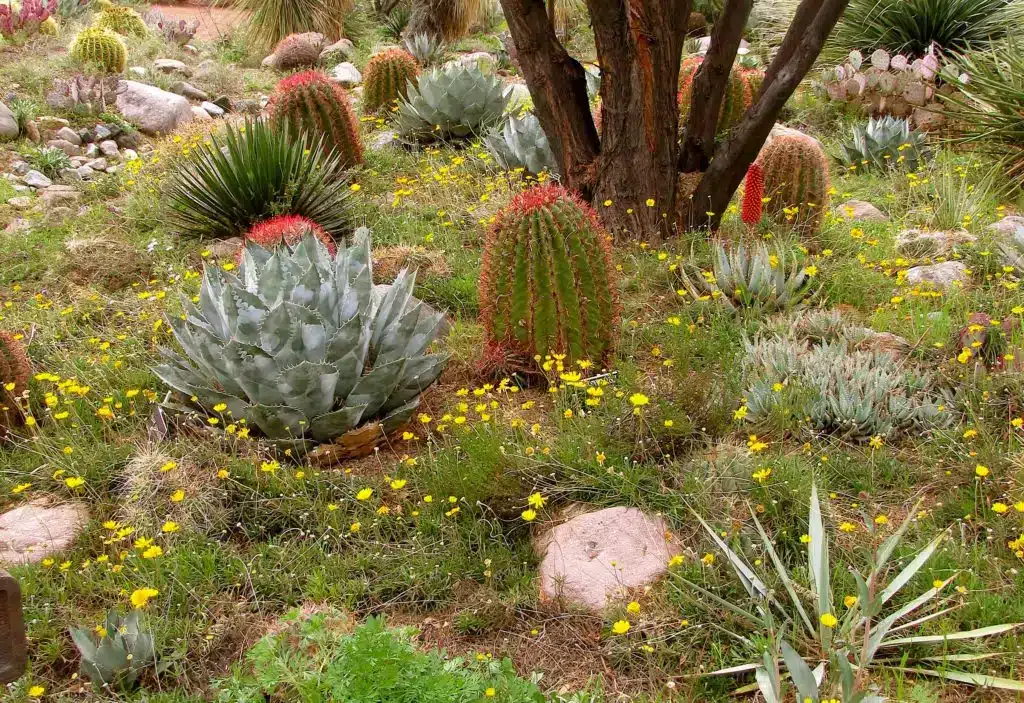 A view of succulent and cactus inside a garden