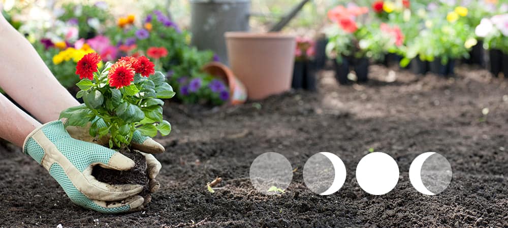 A view of two hands planting a flower with phases of moon visible