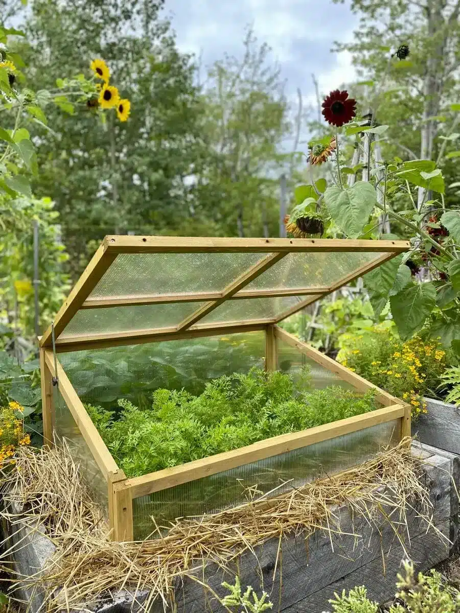 A view of veggies stored in cold frame