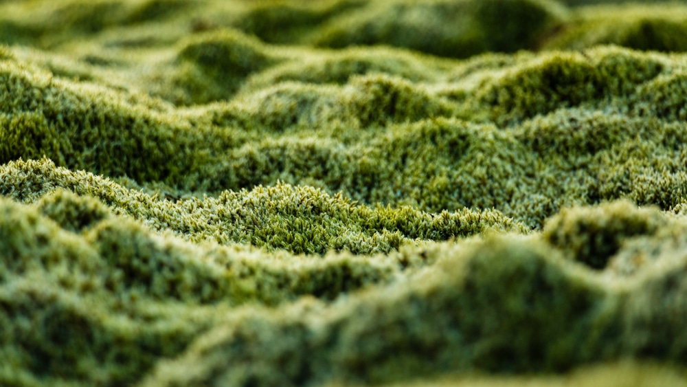 A closeup view of moss