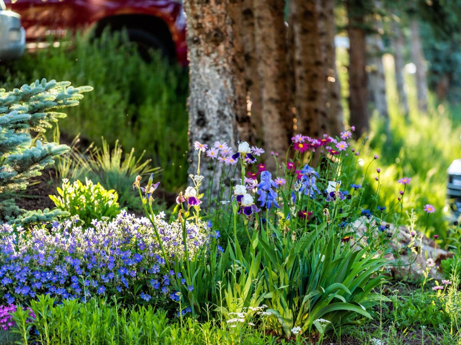 A view of a beautiful flower garden in summers