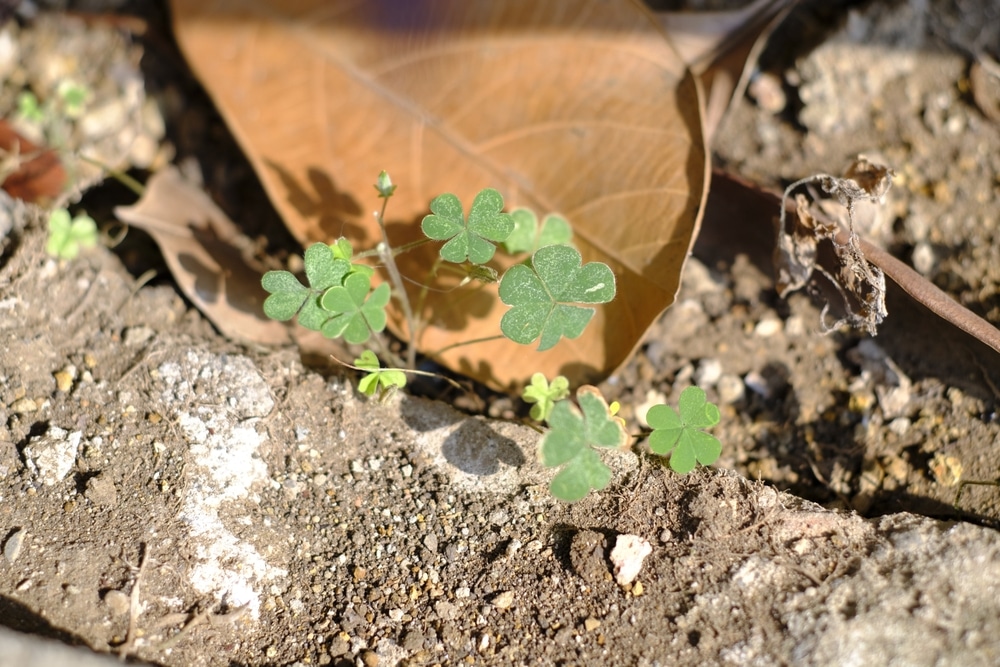 A view of a clover planted inside the soil