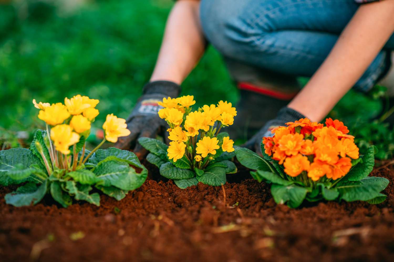 A view of a lady planting flower inside a garden