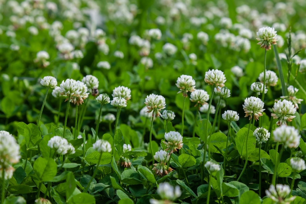 A view of beautiful white clover inside a garden