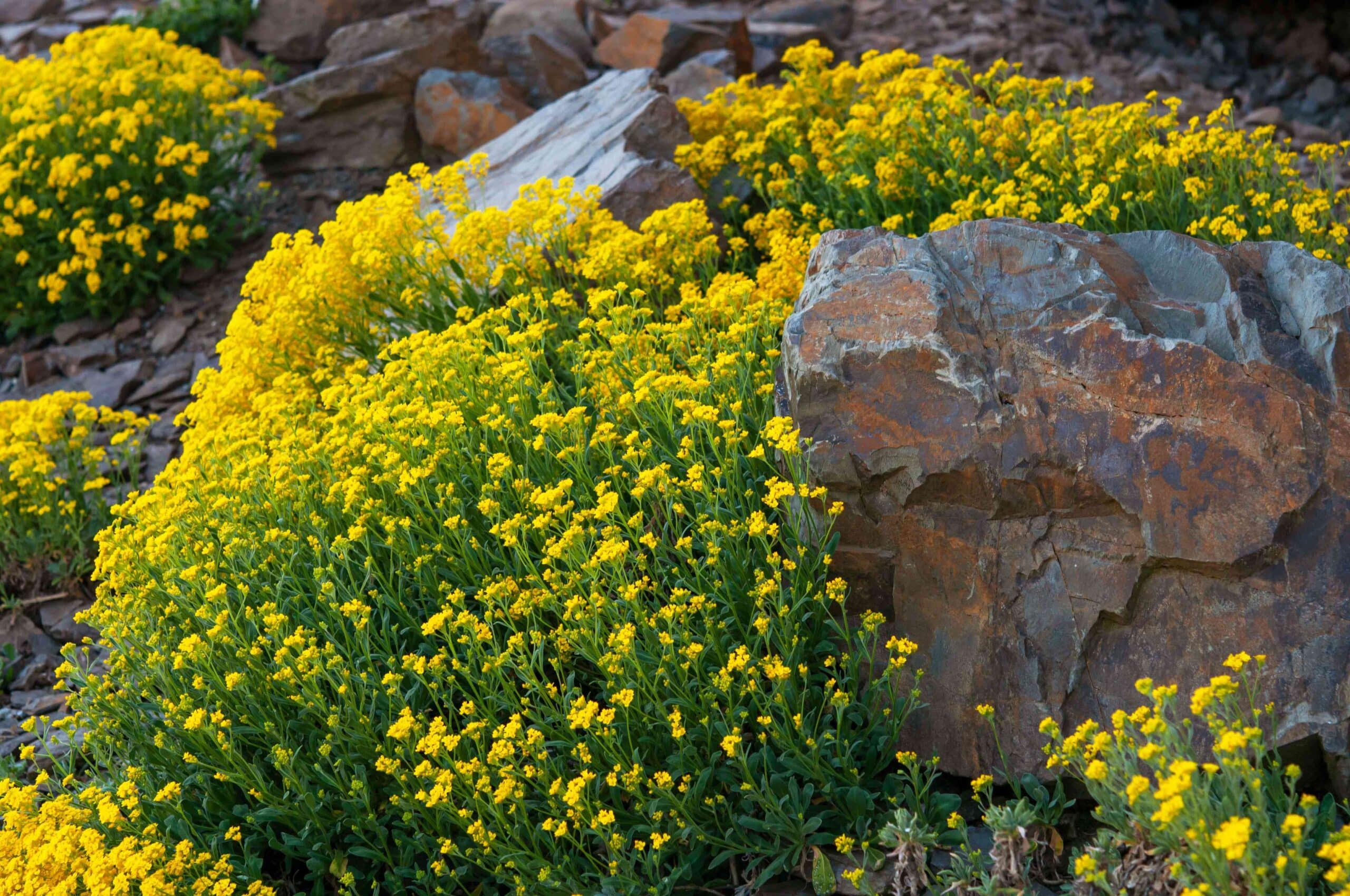 A view of beautiful yellow flowers planted between rocks