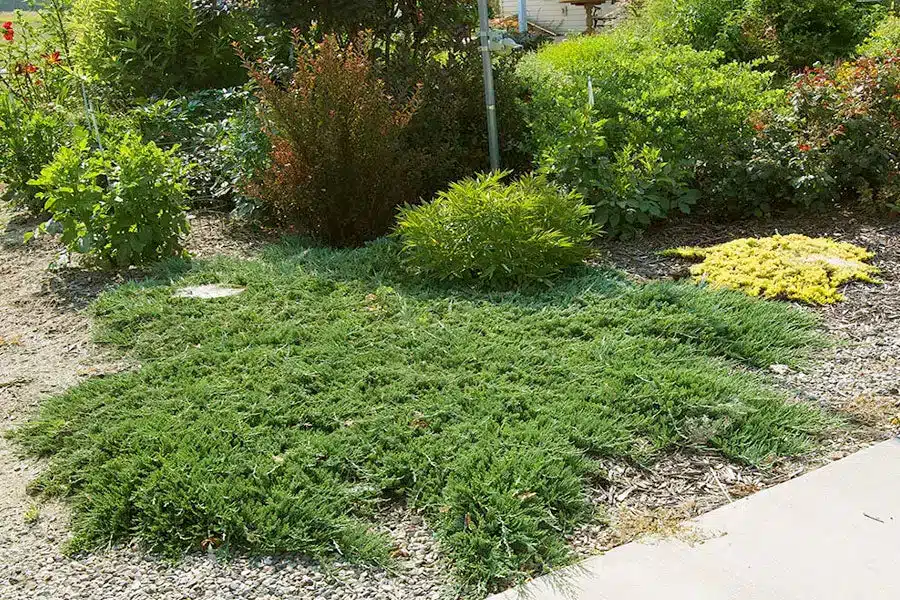 A view of evergreen groundcover plants inside a garden