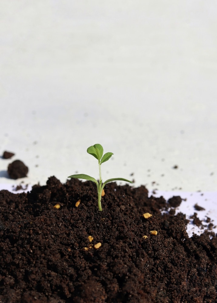 A view of fenugreek plant growing out of soil