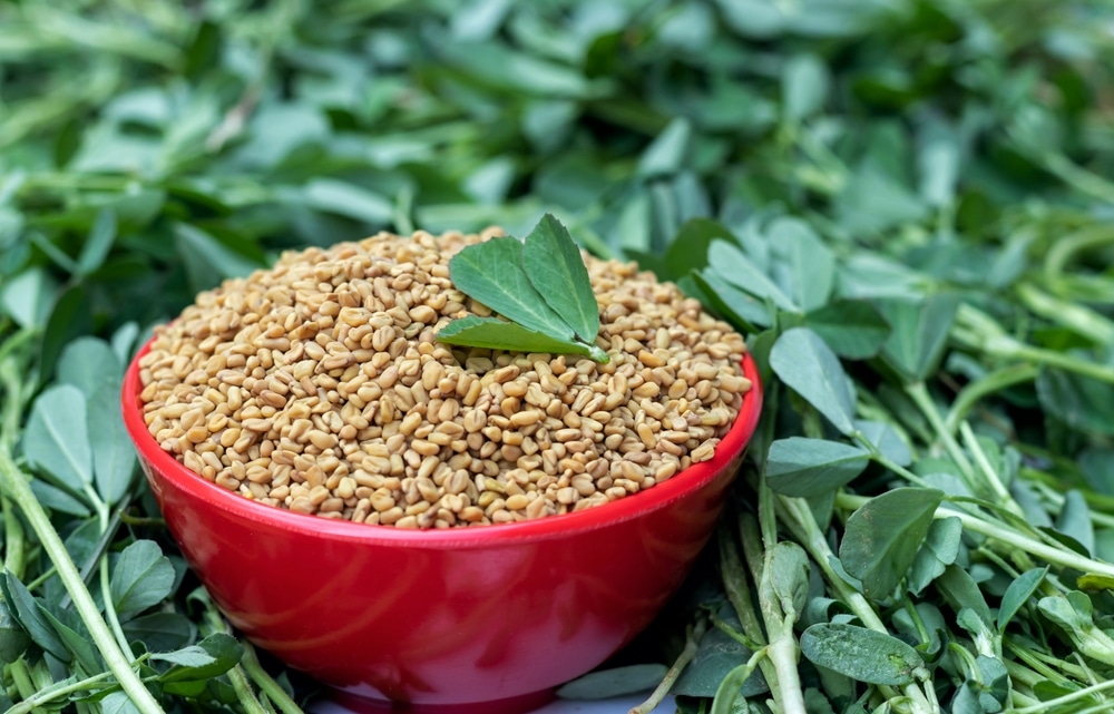 A view of fenugreek seeds inside a red bowl in the middle of plants