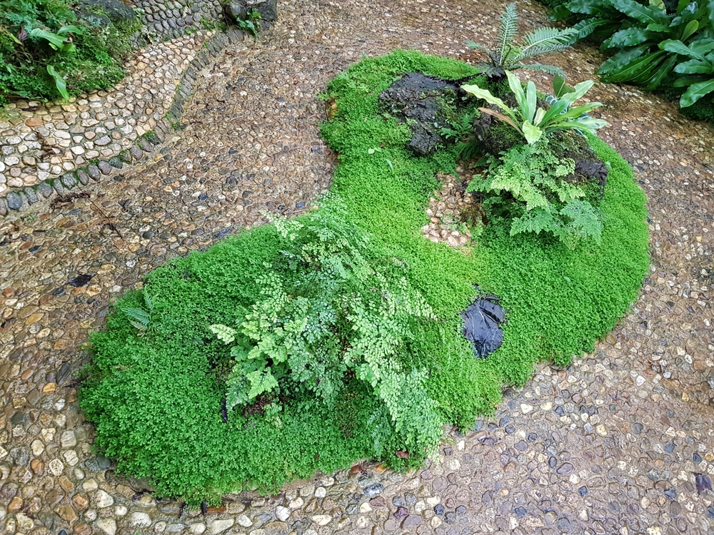 An overhead view of moss in a garden