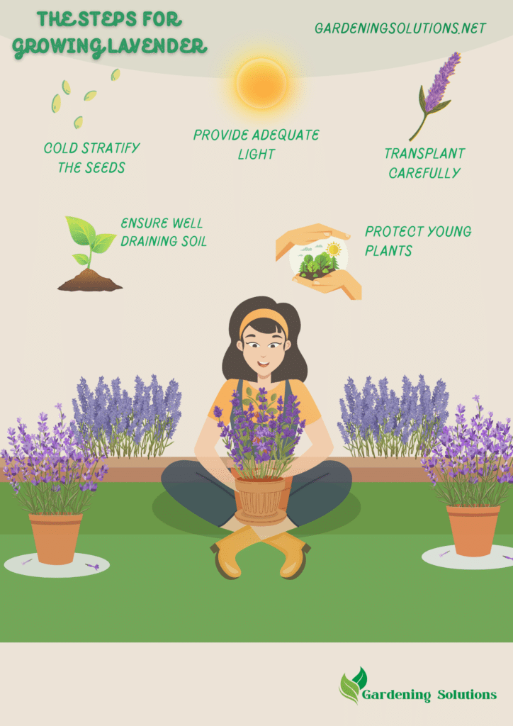 A graphical representation of growing lavender from seed in a garden ( )