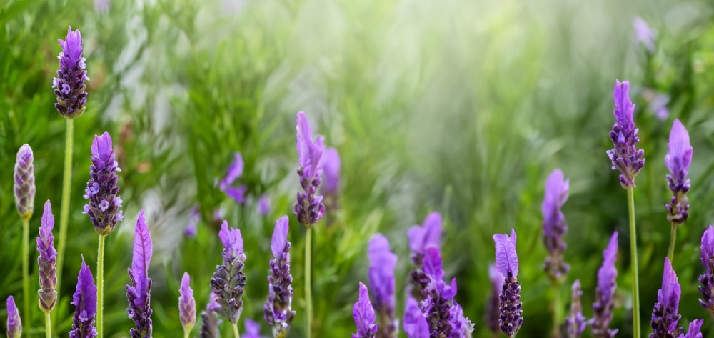 A view of Spanish lavender in a garden