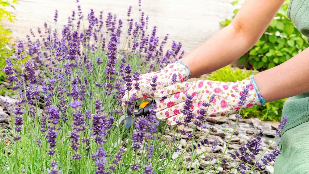 A view of a person caring for a lavender garden